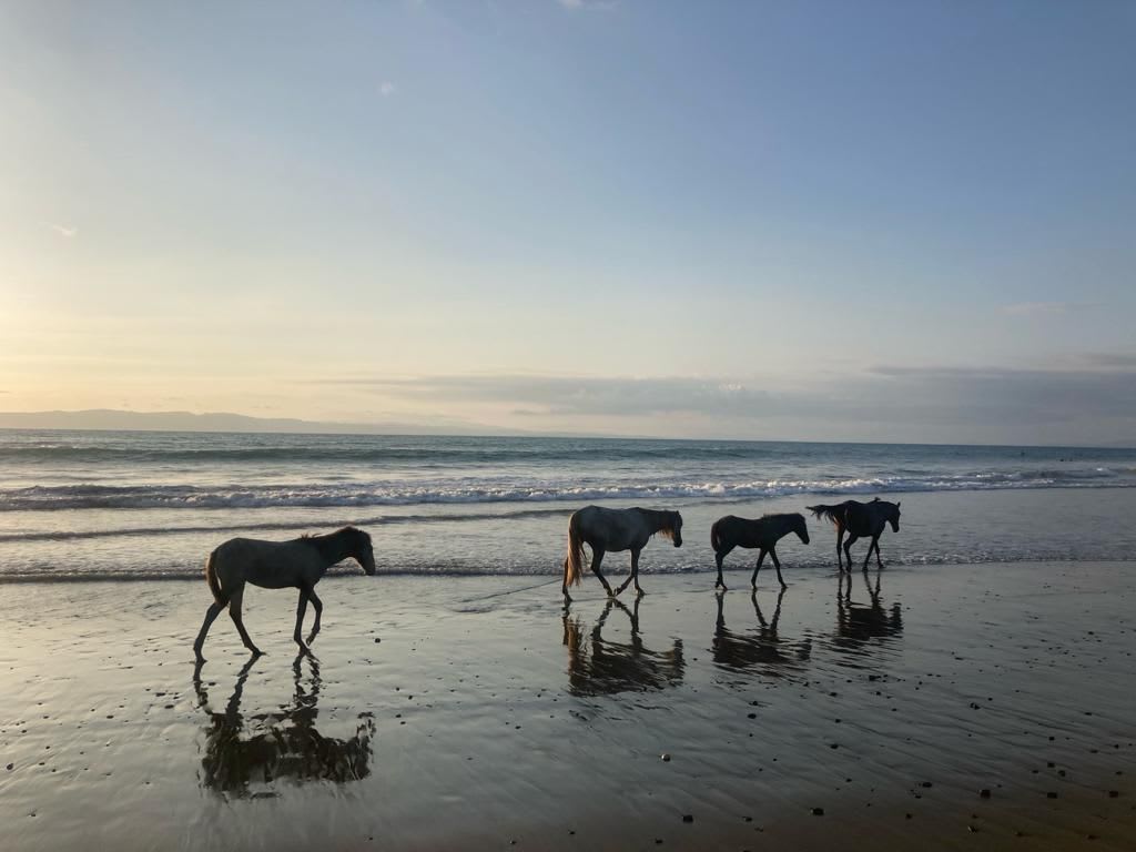 Four horses walk along the shoreline of a beach at sunrise. The sun casts their silhouettes and reflections on the wet sand. The tranquil ocean waves roll gently in the background under a clear sky.